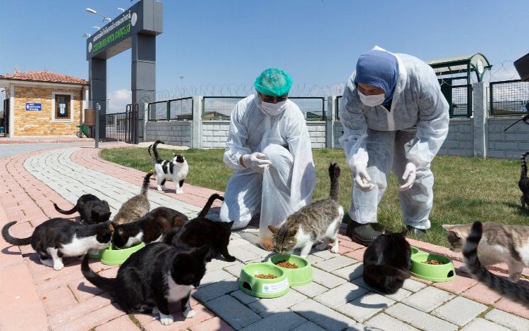 Kayseri Büyükşehir’den sokak hayvanları için 48 ton mama desteği Kayseri Büyükşehir’den sokak hayvanları için 48 ton mama desteği
