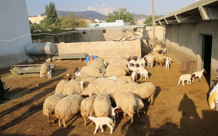 Mardin’de ‘kuzulu işletmeler’ üretime yüzde 50 verim sağladı