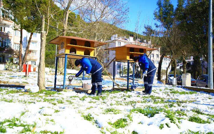 Muğla Büyükşehir, sokak hayvanlarının yanında