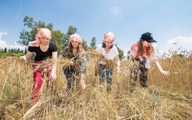 Karakılçık buğdayı akademinin mutfağında Karakılçık buğdayı akademinin mutfağında