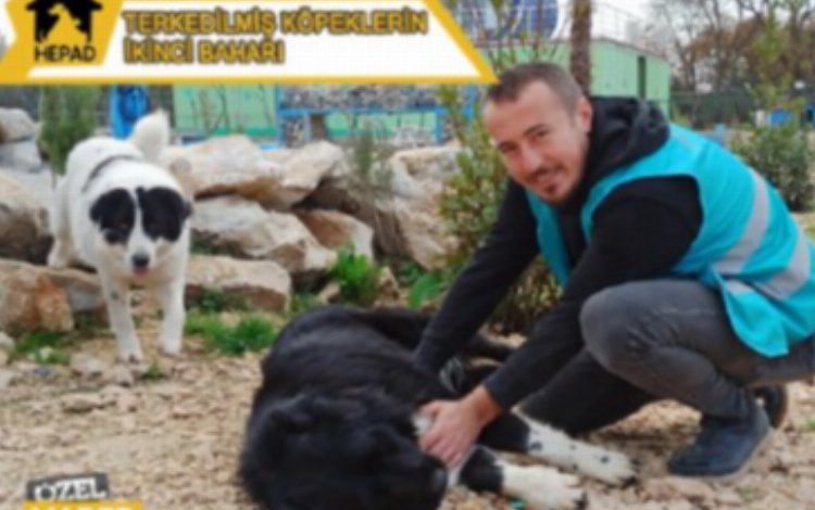 Terk edilen köpekler yeni yuva arıyor Terk edilen köpekler yeni yuva arıyor