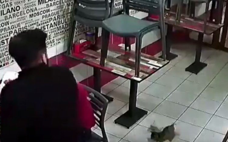 Bursa Gemlik’te çatıdan düşen yavru kediler korkuttu! Bursa Gemlik’te çatıdan düşen yavru kediler korkuttu!