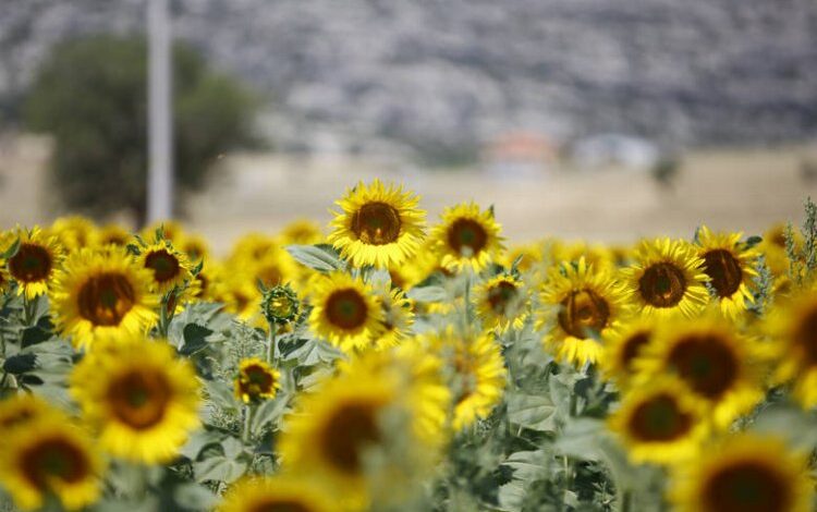Çiftçinin yüzünü güldüren hibe Çiftçinin yüzünü güldüren hibe