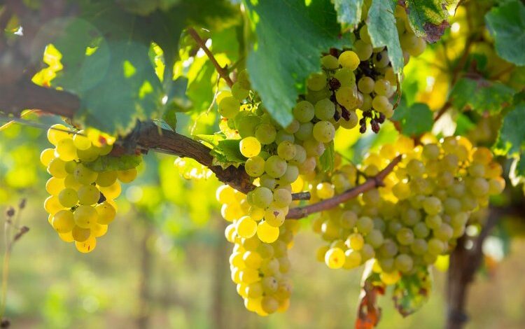 ‘Erkenci tür’ün ihracat yolculuğu başladı ‘Erkenci tür’ün ihracat yolculuğu başladı