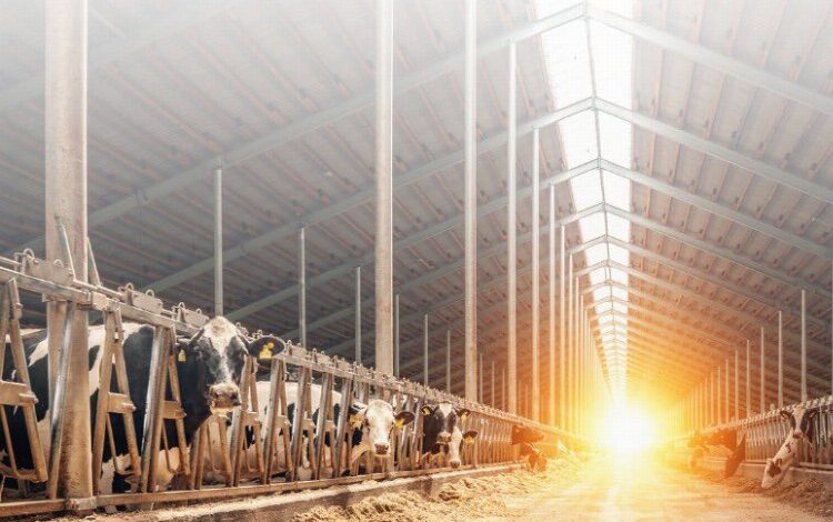 20 milyon Euro hibe desteği! 20 milyon Euro hibe desteği!