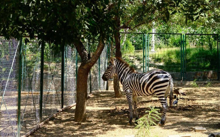 Malatya ‘1. sınıf’ ruhsatını aldı