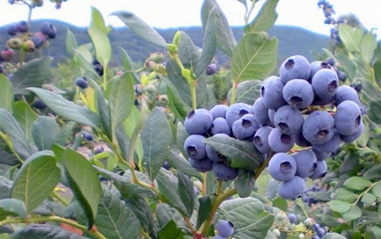 Yaban mersininin 10 faydası