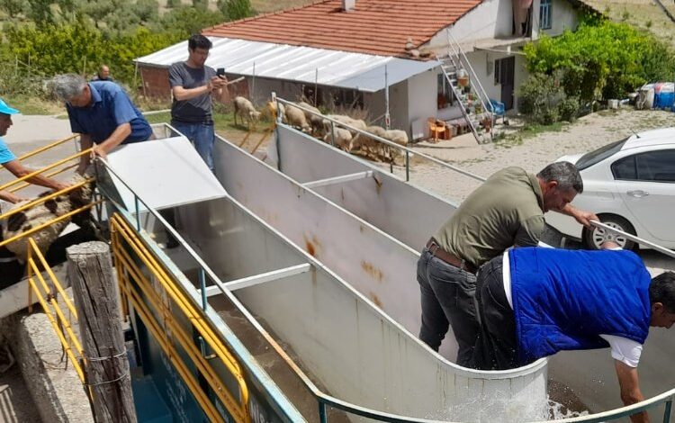 Manisa’da küçükbaş hayvan sağlığına mobil çözüm