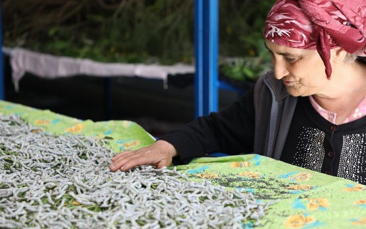 Muğla’da ipekböcekçiliği üretiminde yüzler gülüyor