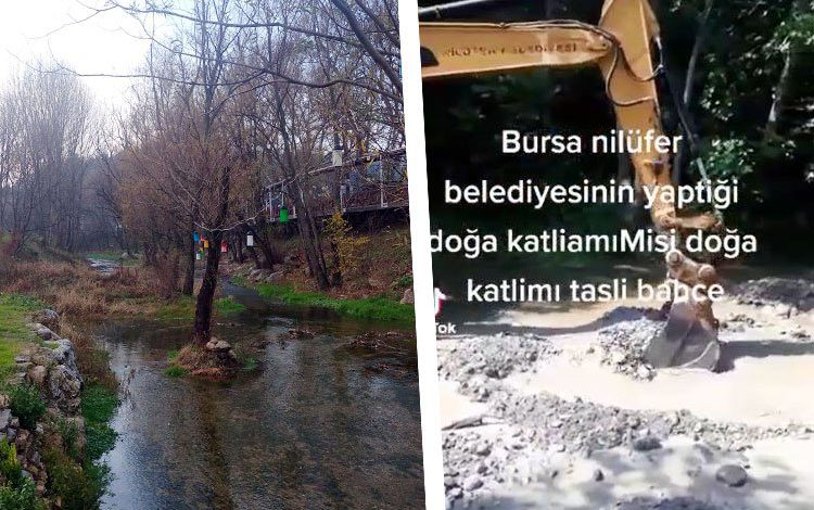 Bursa Nilüfer Belediyesi’nden Misi’de doğa katliamı! Bursa Nilüfer Belediyesi’nden Misi’de doğa katliamı!