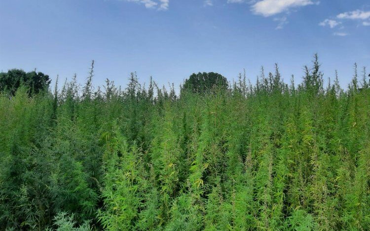 Edirne’de Jandarmadan kenevir operasyonu Edirne’de Jandarmadan kenevir operasyonu