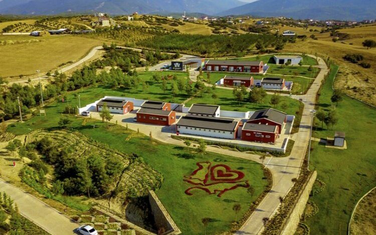 Can dostlar yeni yuvalarına kavuşuyor Can dostlar yeni yuvalarına kavuşuyor