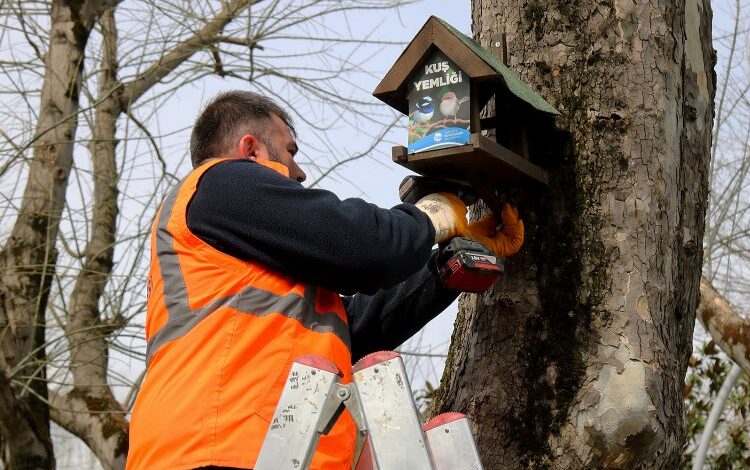 Sakarya’nın kuş yemlikleri yürekleri ısıttı