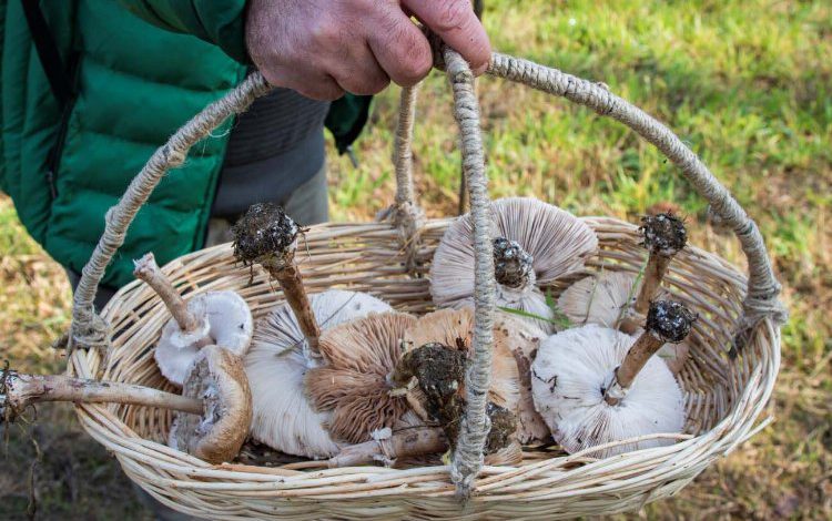 Kocaeli Ormanya’da ilk mantar avı Kocaeli Ormanya’da ilk mantar avı