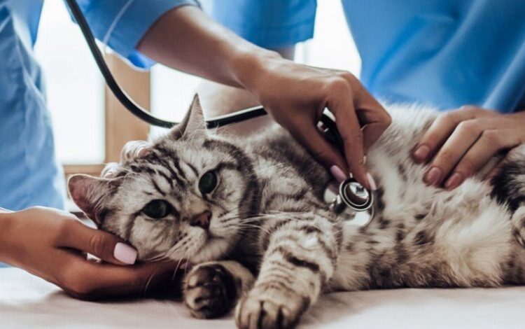 Kediler için sağlık kontrolleri şart!
