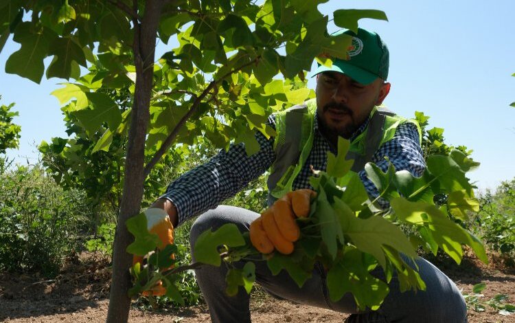 Malatya’da 30 bin fidan dikime hazır Malatya’da 30 bin fidan dikime hazır