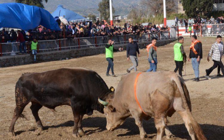 Aydın Nazilli ilçesinde ‘Boğa Güreşi Festivali’ yapıldı Aydın Nazilli ilçesinde ‘Boğa Güreşi Festivali’ yapıldı
