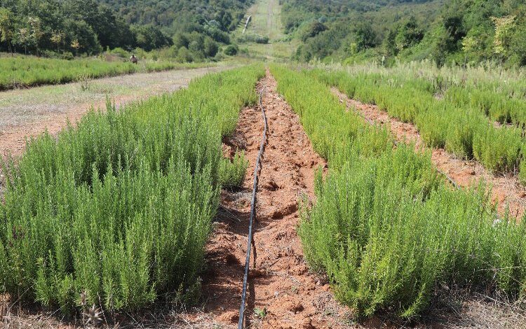 Sakarya Botanik’te biberiye zamanı… Hedef 15 ton Sakarya Botanik’te biberiye zamanı… Hedef 15 ton