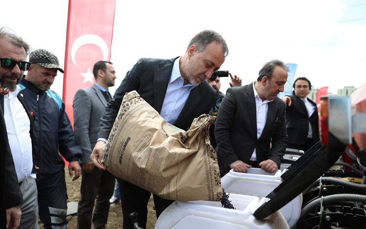 Milli ayçiçekleri Silivri’ye ekiliyor