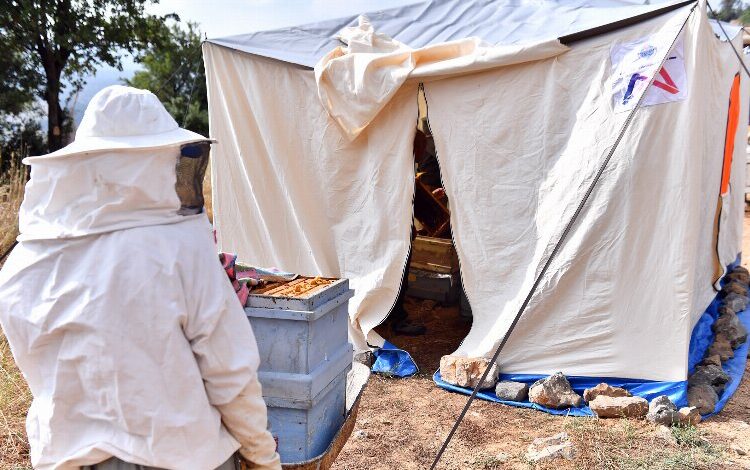 Çadırda arıcılık dönemi başladı Çadırda arıcılık dönemi başladı