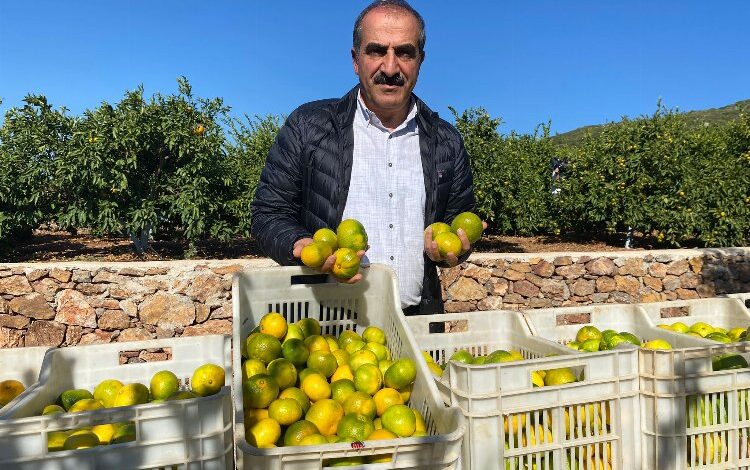 Satsuma mandalinanın ihracat yolculuğu gün sayıyor