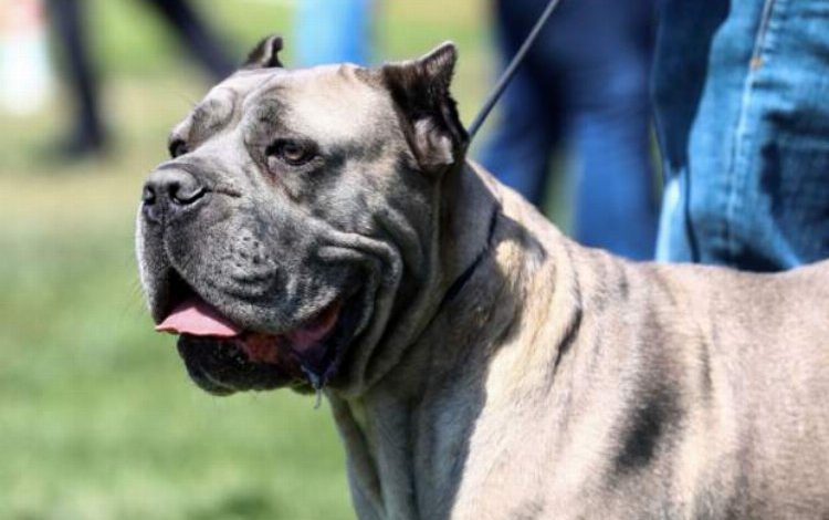 Yasaklı ırk kayıtlarında son gün