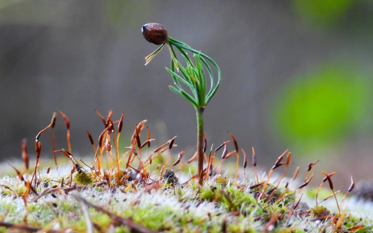 Türkiye’nin fidanları komşuları yeşillendiriyor Türkiye’nin fidanları komşuları yeşillendiriyor