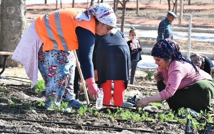 Şehirli çiftçiler Mahalle Bostanı’nda kış sebzeleri ekti Şehirli çiftçiler Mahalle Bostanı’nda kış sebzeleri ekti
