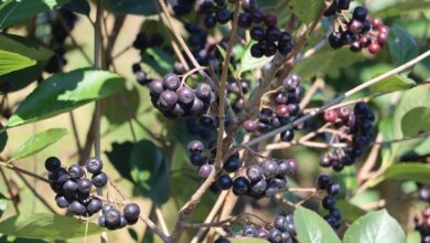 Çiftçilerin Aronya sevinci