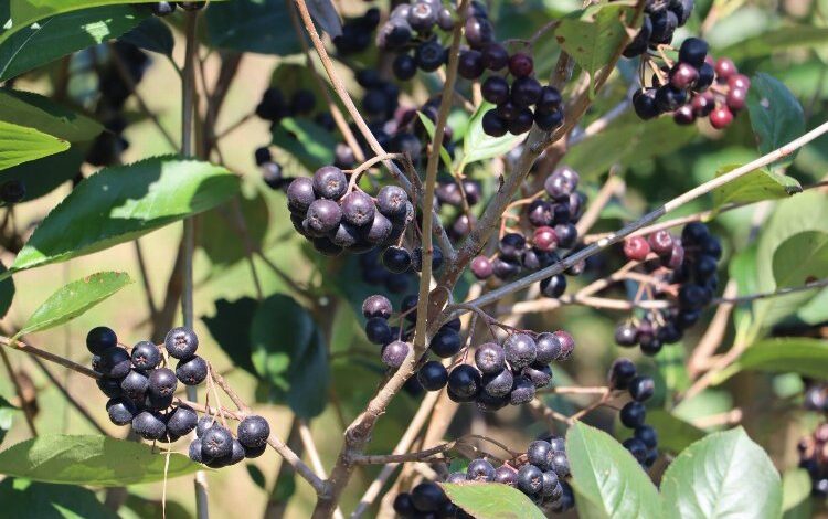 Çiftçilerin Aronya sevinci Çiftçilerin Aronya sevinci