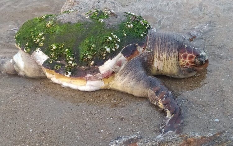 Edirne Enez’de yaşlı kaplumbağa karaya vurdu Edirne Enez’de yaşlı kaplumbağa karaya vurdu