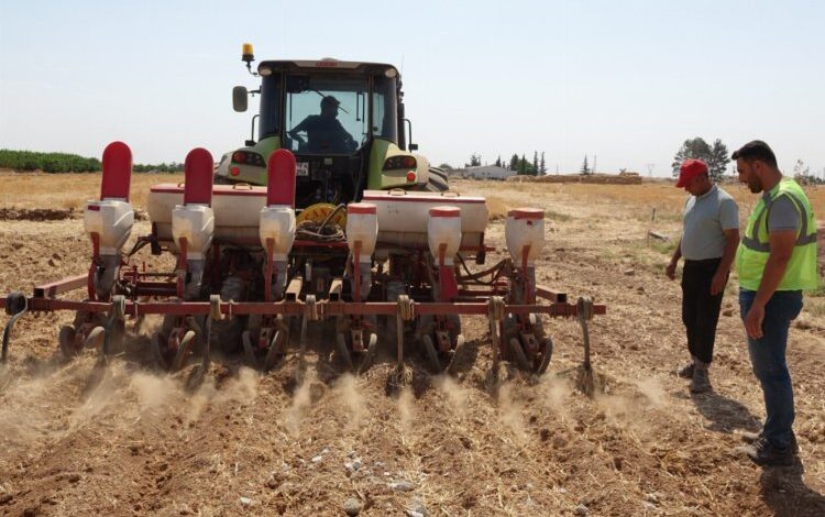 Çiftçilerin mısır sevinci