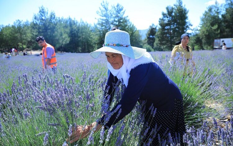 Muğla Büyükşehir Koku Vadisi’nde lavanta şenliği düzenliyor