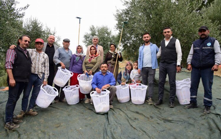 Manisa zeytin hasadında da üreticilerin yanında Manisa zeytin hasadında da üreticilerin yanında