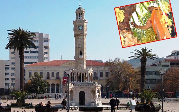 Palmiye ağaçları koruma altında Palmiye ağaçları koruma altında