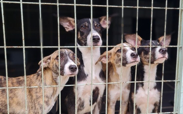 Serginin geliri sokak hayvanlarına bağışlanacak Serginin geliri sokak hayvanlarına bağışlanacak