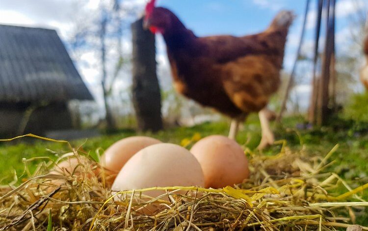 Mayıs’ta yumurta üretimi düştü!