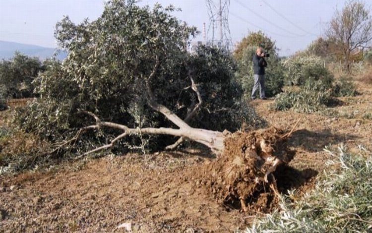 “Zeytin ağaçları kesilmeyecek, taşınacak” “Zeytin ağaçları kesilmeyecek, taşınacak”