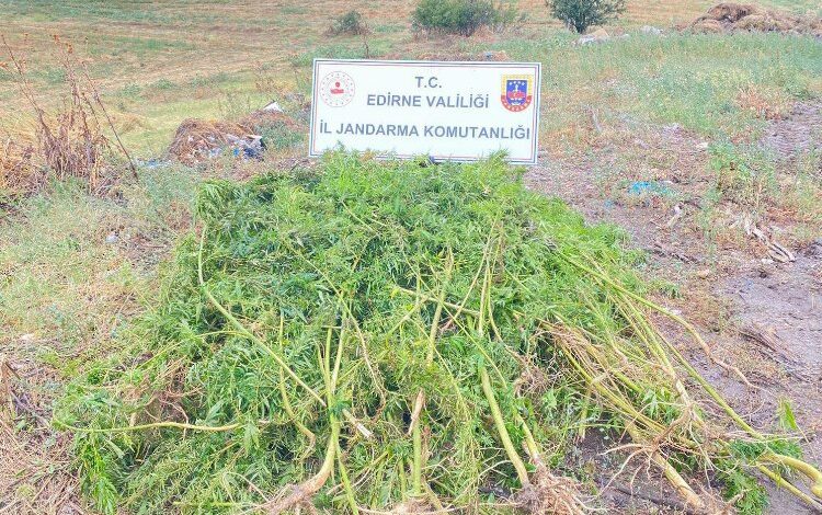 Edirne’de 450 kök kenevir bitkisi ele geçirildi