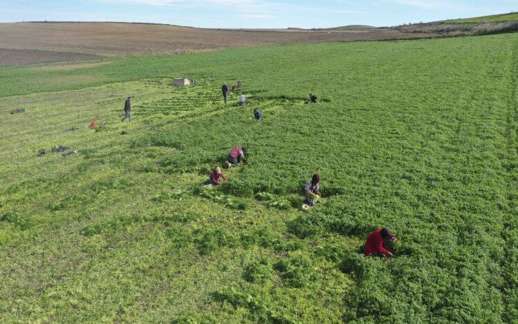 Kadın Kooperatifi küçük çiftçinin yanında Kadın Kooperatifi küçük çiftçinin yanında