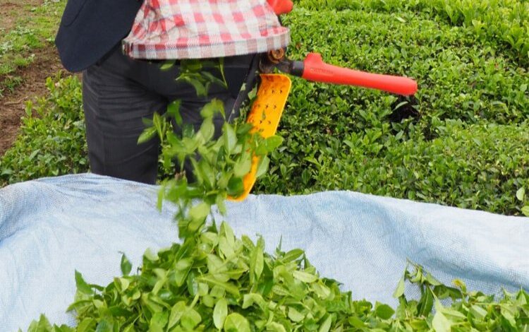 Çaylar ‘yuva’ olacak Çaylar ‘yuva’ olacak