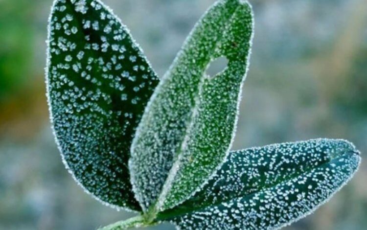 Düzce’de zirai don uyarısı Düzce’de zirai don uyarısı