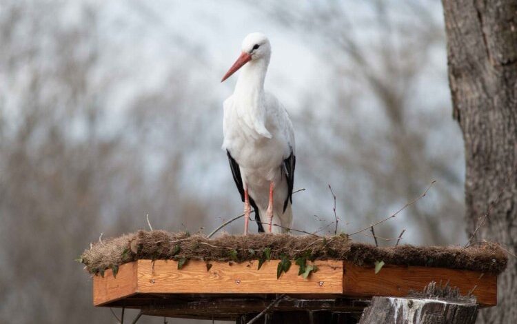 Engelli leylekler için Ormanya’dan özel proje Engelli leylekler için Ormanya’dan özel proje