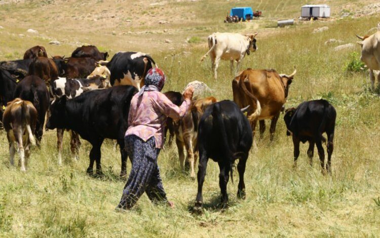 Hayvancılıkta bir ilk! Çoban haritası çıkartılıyor