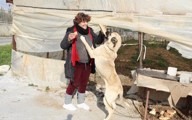 İzmir Gaziemir’de can dostları ‘çiçek’lerle besliyor!