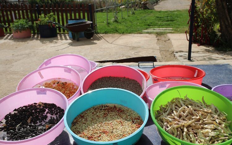 Muğla 2023’ün tohumlarını dağıtıma hazırlıyor