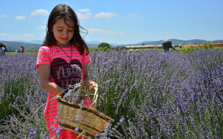 Aromaterapide şifa yolculuğu başlıyor