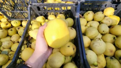 Armut üreticisi isyanda! Tarlada 8 lira, pazarda 35 lira…