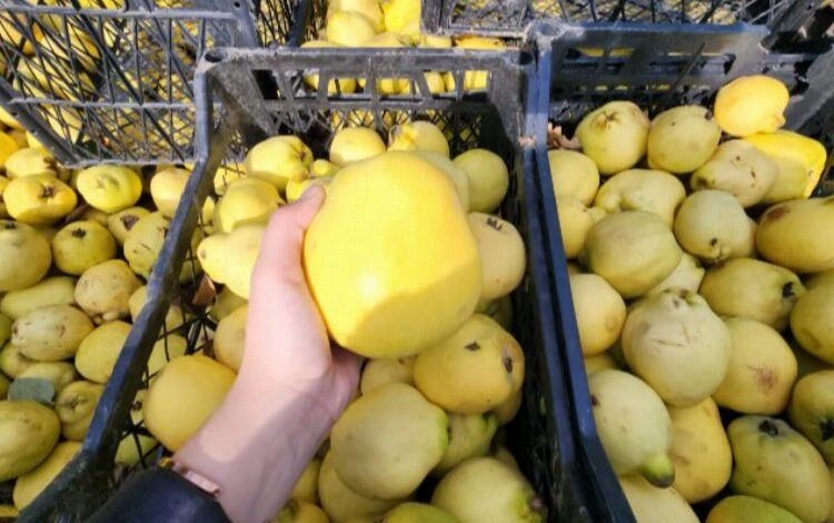 Armut üreticisi isyanda! Tarlada 8 lira, pazarda 35 lira… Armut üreticisi isyanda! Tarlada 8 lira, pazarda 35 lira…