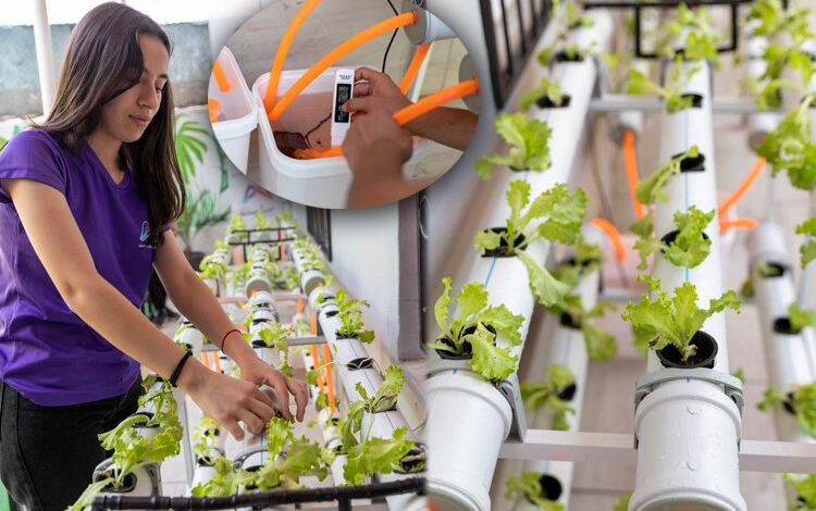 Topraksız Tarım teknolojiyle üretilecek